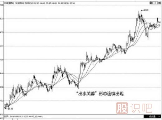 -出水芙蓉形態(tài)詳解